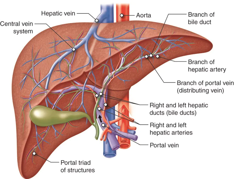 What To Know About Hepatology for Non-Alcoholic Fatty Liver Disease