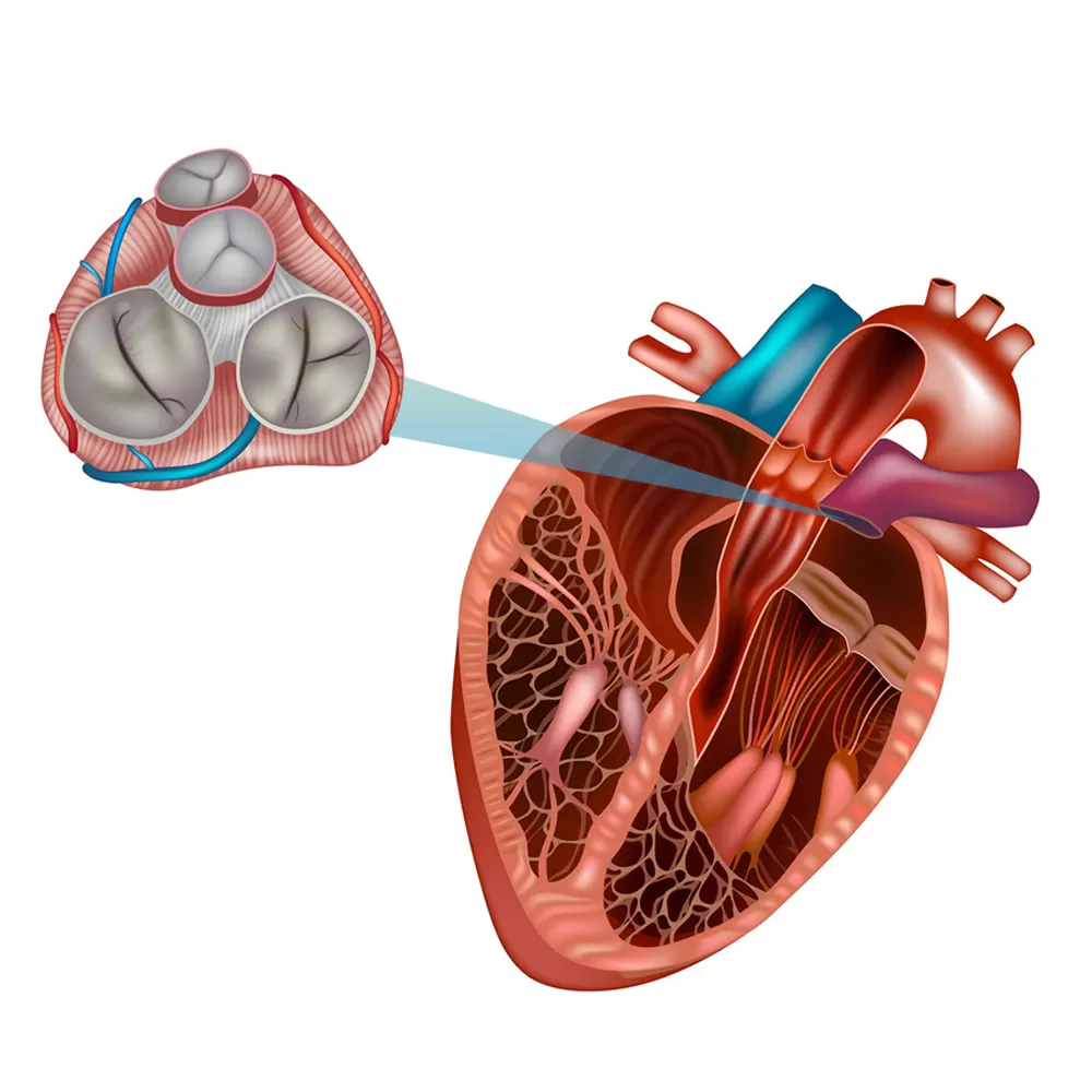 When Should You See a Cardiologist After Experiencing Chest Pain?