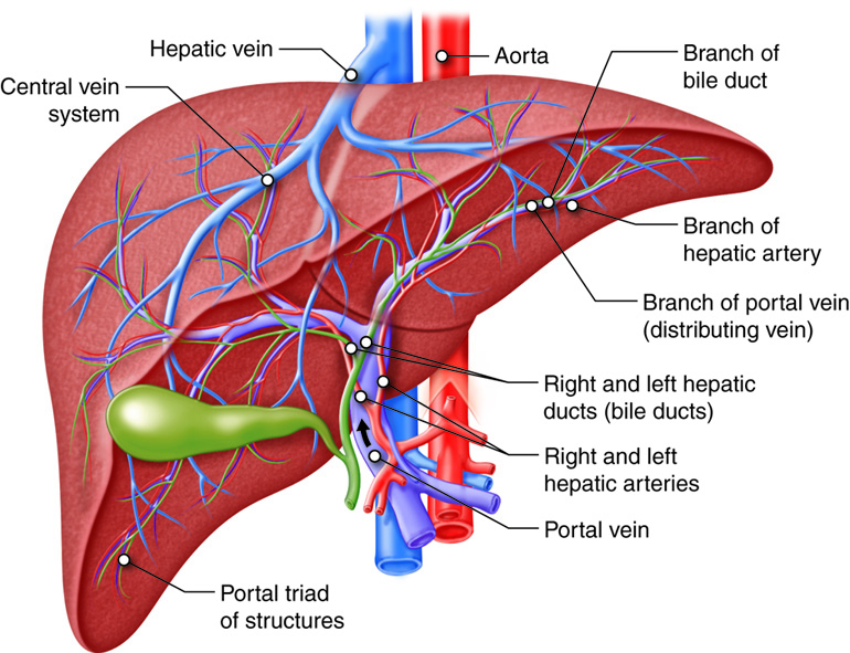 How Gallbladder Surgery Can Impact Your Digestive Health