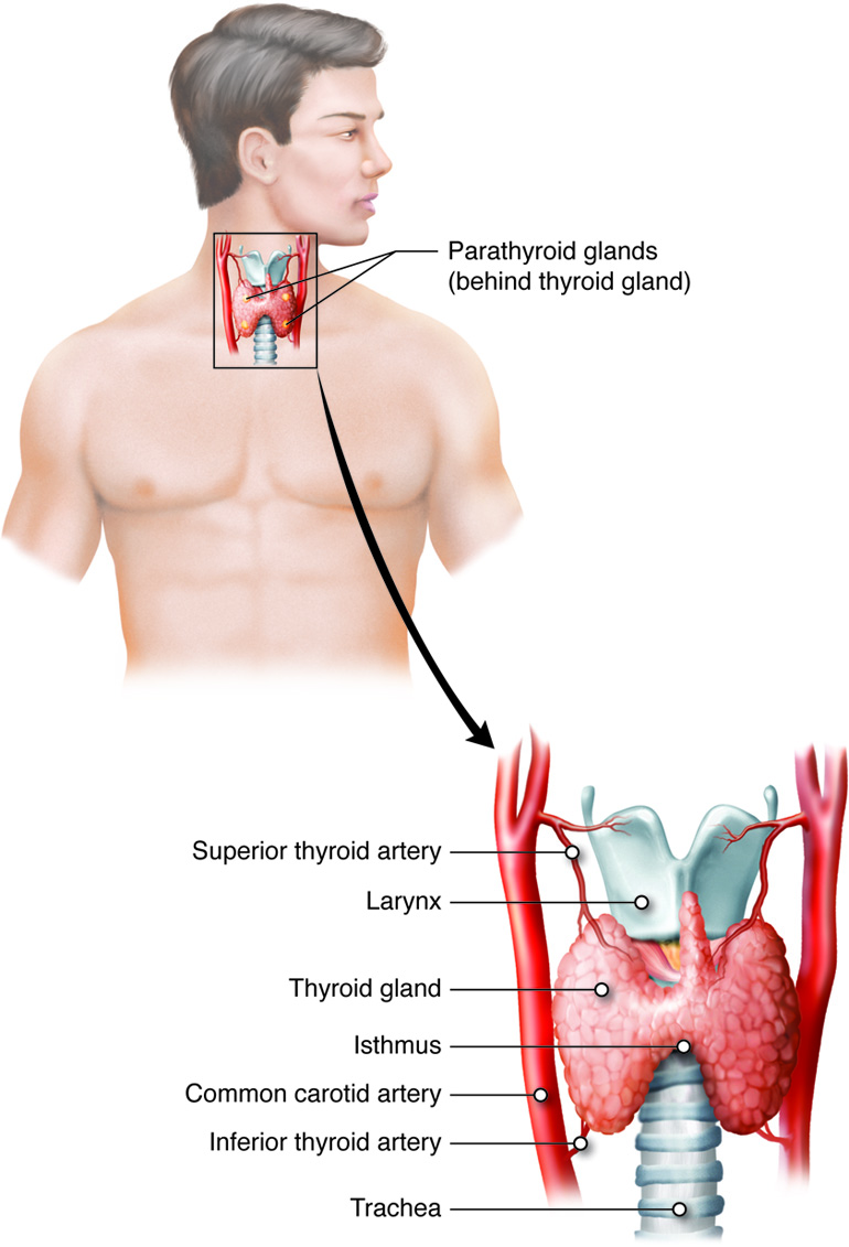 The Function of the Thyroid in the Endocrine System