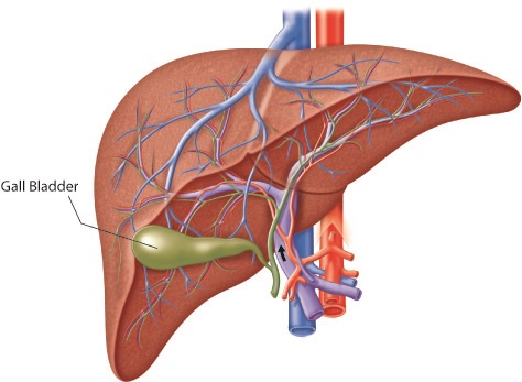 What to Expect During Your First Visit to a Gastroenterologist